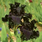  Iris germanica 'All Night Long'