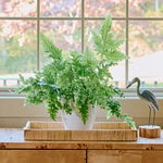  Blue Star Davana Fern