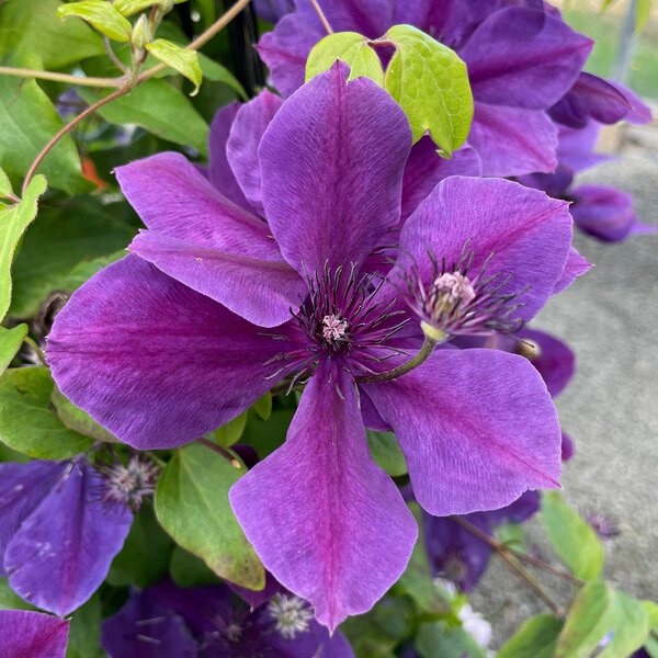 Clematis Ravel™ Boulevard® | White Flower Farm