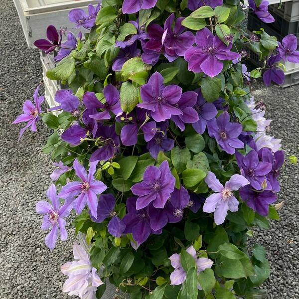 Clematis Ravel™ Boulevard® | White Flower Farm