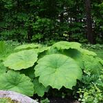 Astilboides tabularis