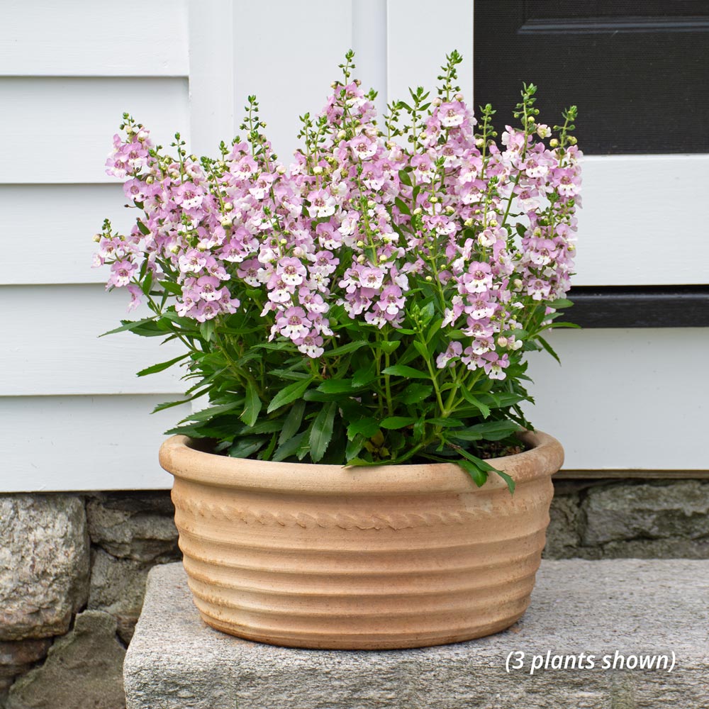 Angelonia angustifolia Alonia™ Big Bicolor Pink Improved