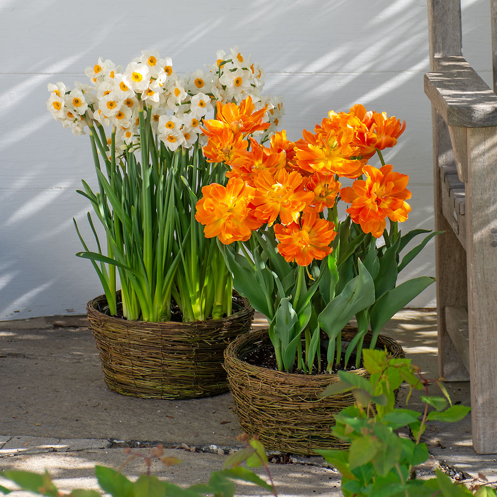 Try Ready-to-Bloom Bulb Baskets