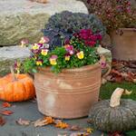  Mulled Wine Fall Container Garden
