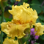  Iris germanica 'Oregon Firestorm'