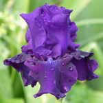  Iris germanica 'Rosalie Figge'
