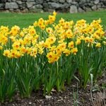  Narcissus 'Castanets' (12 bulbs per bag)