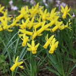  Narcissus 'Englander' (12 bulbs per bag)