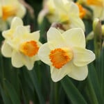  Narcissus 'Lincoln Eliot' (12 bulbs per bag)