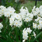  Narcissus 'Polly's Pearl' (12 bulbs per bag)