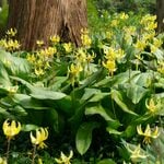  Erythronium 'Pagoda' (6 bulbs per bag)