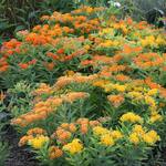  Asclepias tuberosa Gay Butterflies Mix