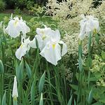 Hard-to-Find Iris