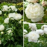  Fragrant White Peony Collection