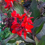  Canna Toucan® Scarlet