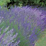 A Lavender Patch