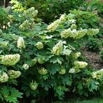  Hydrangea quercifolia Gatsby Glow Ball® 
