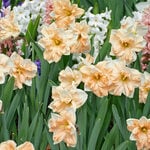  Narcissus 'Apricot Whirl' (12 bulbs per bag)