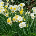  Scent of Spring Daffodil Mix (25 bulbs per bag)