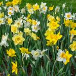  Weatherproof Large-Cupped Daffodil Mix (50 bulbs per bag)