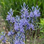  Camassia leichtlinii 'Blue Danube' (6 bulbs per bag)
