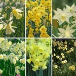  Award-Winning Miniature Daffodils (25 bulbs per bag)