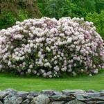  Rhododendron 'Jane Grant'