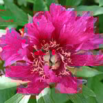  Peony 'Morning Lilac' - Itoh Peony