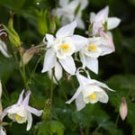  Aquilegia 'Dove'