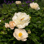 Award-Winning Peonies