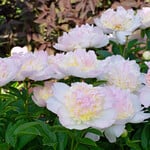 Peony 'Raspberry Sundae'