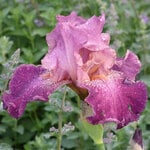 Fragrant Iris