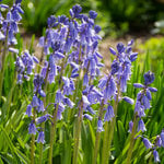  Hyacinthoides hispanica 'Excelsior' (25 bulbs per bag)