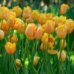 Tulip 'Bellville' (12 bulbs per bag)