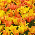 Tulip 'Vendee Globe' (12 bulbs per bag)