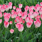  Tulip 'Supri Erotic' (12 bulbs per bag)
