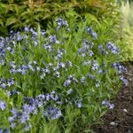  Amsonia 'Blue Ice'