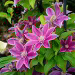  Clematis Poseidon™ Boulevard®