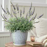 Lavender 'Goodwin Creek Grey' in gray ceramic cachepot