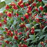  Spigelia marilandica 'Little Redhead'