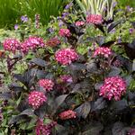  Hydrangea macrophylla Eclipse®
