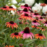  Echinacea purpurea Butterfly™ Rainbow Marcella