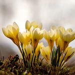  Crocus chrysanthus 'Cream Beauty' (50 bulbs per bag)