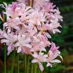  Lycoris squamigera (3 bulbs per bag)