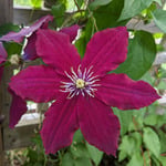  Clematis Rosemoor™ Gardini™