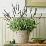  Lavender 'Goodwin Creek Grey' in natural jute basket