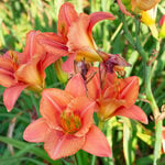  Hemerocallis 'South Seas'