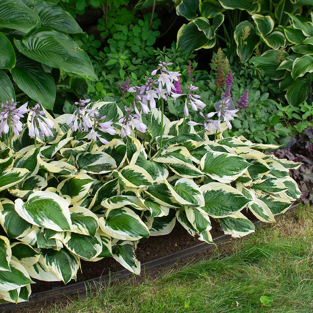 hosta-patriot-white-flower-farm