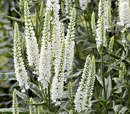 Veronica longifolia Charlotte | White Flower Farm