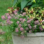  Lobularia Raspberry Stream™